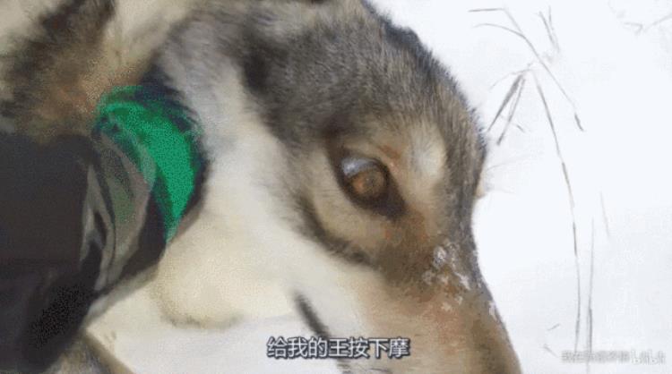 b站能直播只狼吗,b站最厉害的直播