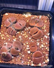 ​生石花怎么养（生石花养护大全用砂石去养）