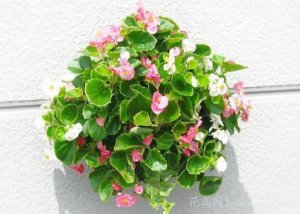 ​秋海棠的花语（一文了解秋海棠代表的含义）