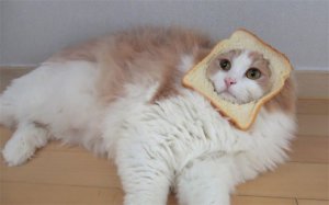 ​猫爱吃什么（这10样食物它看到都会流口水）