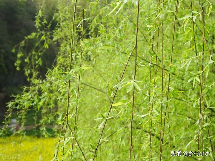 清明节习俗有哪些（知识科普清明节的5个传统习俗）
