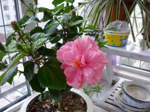 ​冬天的花有哪些花开（10种冬季开花的花卉好看又好养）