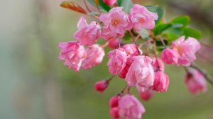 ​海棠花是什么颜色（秋天适合养海棠花品种丰富选择多）