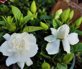 ​栀子花的养殖方法（栀子花的3个最正确养护方法）