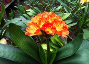 ​君子兰每年都开花吗（君子兰开花需满足5个硬性条件）
