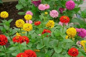 ​百日菊种子种植时间（养盆栽百日菊注意这几点）