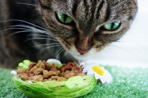 ​猫零食有哪些（猫零食不同种类的品牌推荐）