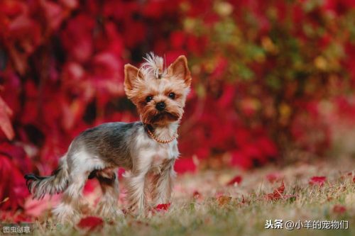 地球上10大最小的狗品种(世界上最小的十种狗狗)插图5