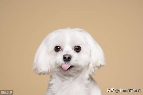 地球上10大最小的狗品种(世界上最小的十种狗狗)插图4