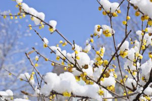 ​梅花有果实吗（一文了解关于梅花的小知识）