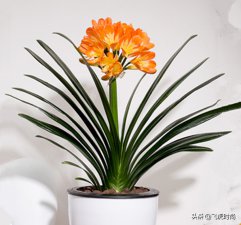 ​花叶君子兰的品种（图文讲解常见的5种君子兰）