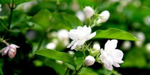 ​茉莉花怎样剪枝才能开花（茉莉花的3个正确修剪技巧）
