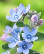 ​蓝色花代表什么意思啊（20种蓝色系花的花语）