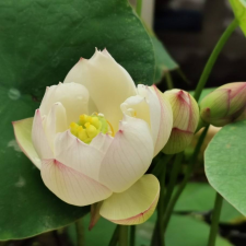 ​夏天有什么花开放（分享8种夏天常见的花）