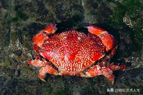 十大毒蟹都是哪些(世界十大最毒的螃蟹)插图1