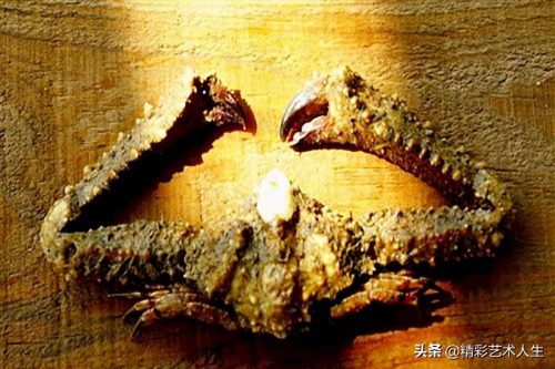 十大毒蟹都是哪些(世界十大最毒的螃蟹)插图8