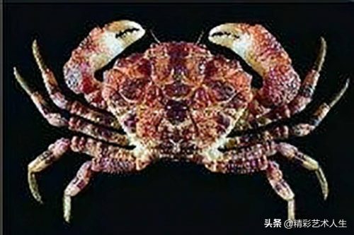 十大毒蟹都是哪些(世界十大最毒的螃蟹)插图4