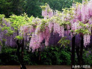​紫藤花歌词(紫藤花歌词和原唱)