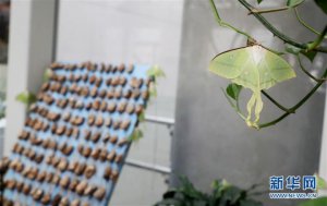 ​绿尾大蚕蛾图片（自然博物馆里观赏绿尾大蚕蛾）