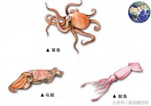 ​乌贼 鱿鱼 章鱼的区别（图文讲解三者之间的区别）
