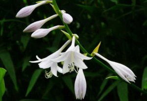 ​玉簪花的花语（“江南第一花”玉簪花背后的故事分享）