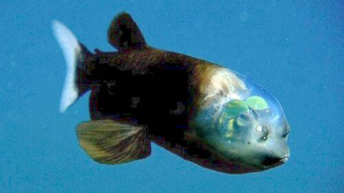 十大深海神秘巨型生物(马里亚纳海沟10种神秘的深海动物)插图2