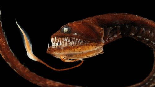 十大深海神秘巨型生物(马里亚纳海沟10种神秘的深海动物)插图9