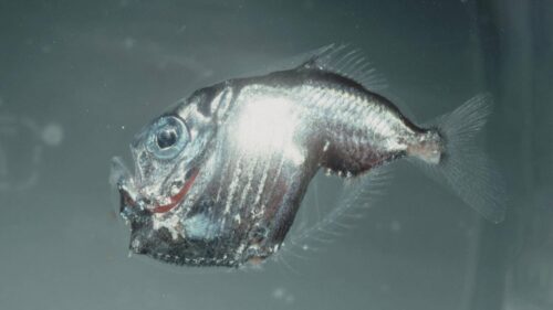 十大深海神秘巨型生物(马里亚纳海沟10种神秘的深海动物)插图4
