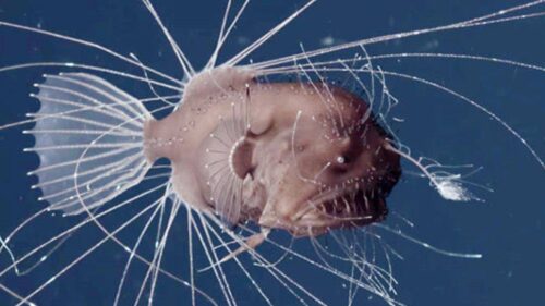 十大深海神秘巨型生物(马里亚纳海沟10种神秘的深海动物)插图5