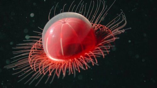 十大深海神秘巨型生物(马里亚纳海沟10种神秘的深海动物)插图6