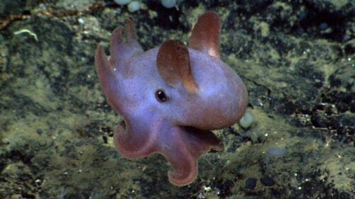十大深海神秘巨型生物(马里亚纳海沟10种神秘的深海动物)插图1