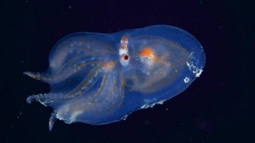 十大深海神秘巨型生物(马里亚纳海沟10种神秘的深海动物)插图8