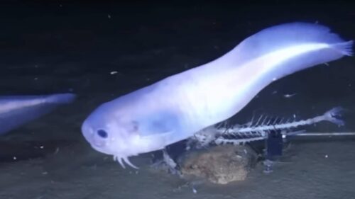 十大深海神秘巨型生物(马里亚纳海沟10种神秘的深海动物)插图7