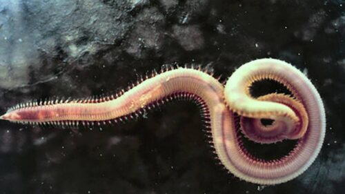 十大深海神秘巨型生物(马里亚纳海沟10种神秘的深海动物)插图