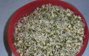 ​绿豆泡了一晚上发芽了还能吃吗，能（营养价值上升）