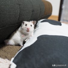 ​仓鼠信任主人的睡姿（仓鼠躺手是高度信任的表现）