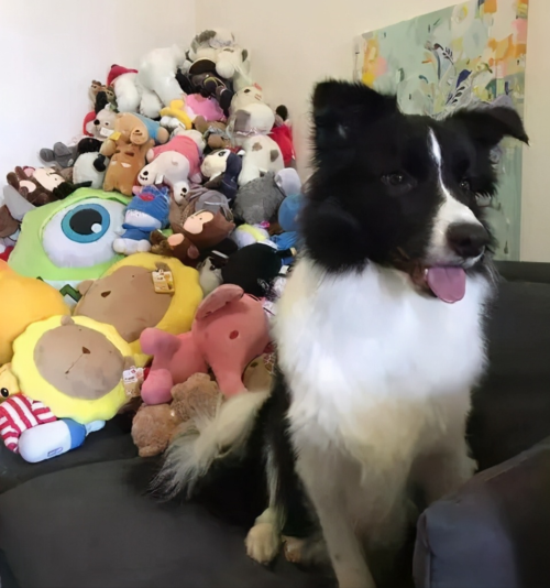 边牧犬多少钱一只幼崽(边境牧羊犬价格多少钱一只)插图4