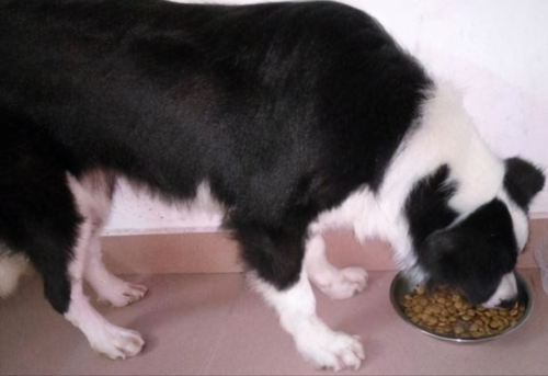 边牧犬多少钱一只幼崽(边境牧羊犬价格多少钱一只)插图7