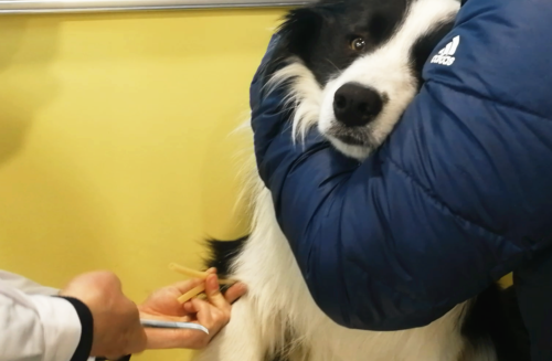 边牧犬多少钱一只幼崽(边境牧羊犬价格多少钱一只)插图3