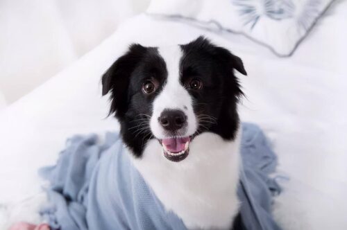 边牧犬多少钱一只幼崽(边境牧羊犬价格多少钱一只)插图