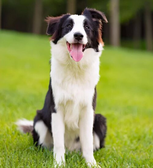 边牧犬多少钱一只幼崽(边境牧羊犬价格多少钱一只)插图1