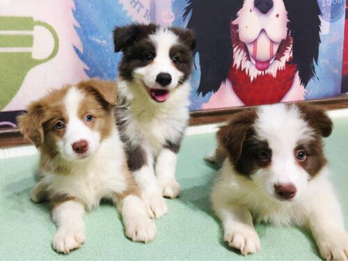边牧犬多少钱一只幼崽(边境牧羊犬价格多少钱一只)插图2