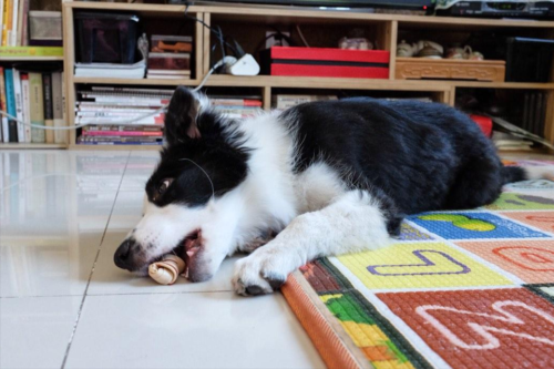 边牧犬多少钱一只幼崽(边境牧羊犬价格多少钱一只)插图6