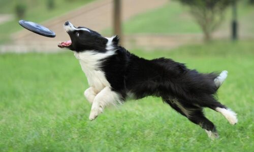 边牧犬多少钱一只幼崽(边境牧羊犬价格多少钱一只)插图5