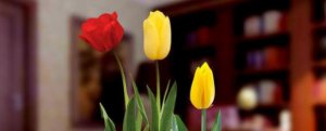 ​郁金香鲜花养护方法（郁金香的养殖与管理）