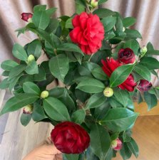 ​茶花喜欢酸性还是碱性（养茶花3种酸水不要缺）