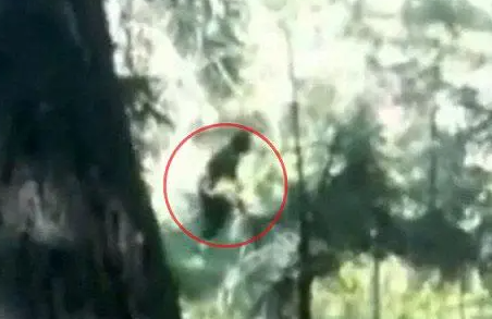 揭秘地球上的野人之谜（野人真相是什么）(4)_