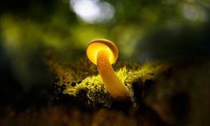 ​心理需求和生理需求有什么区别(马斯洛需求的生理需求指的是什么)