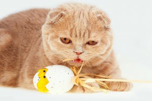 ​猫能吃蛋白吗（鸡蛋中含有丰富的营养物质）