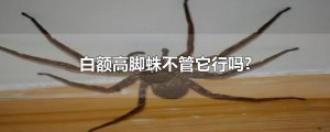 ​白额高脚蛛不管它行吗?